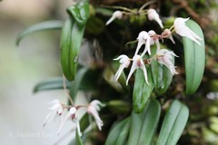 Bulbophyllum mysorense
